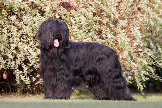 Understanding Black and Tan Coonhound Dog Breed Characteristics and Care