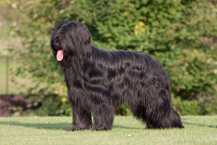 Black Russian Terrier Dog Breed Characteristics and Care Explained