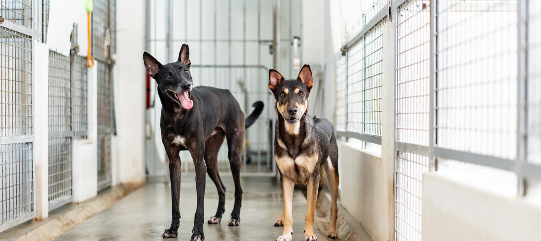 How to Help a Dog Overcome Trauma: A Guide for Caring Owners