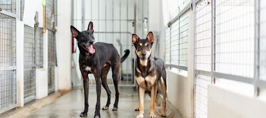 Dog Rescue Organizations: How They Benefit Health-Conscious Pet Owners