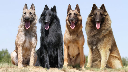 What Are the Alaskan Malamute Dog Breed Characteristics & Care?