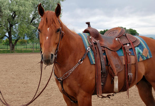 How to Properly Saddle a Horse: A Health-Conscious Owner's Guide