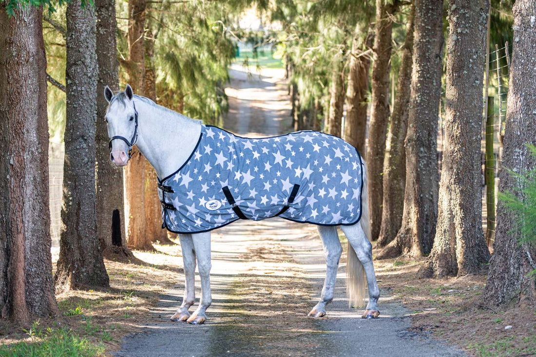 What Temp to Blanket Senior Horse for Optimal Comfort?