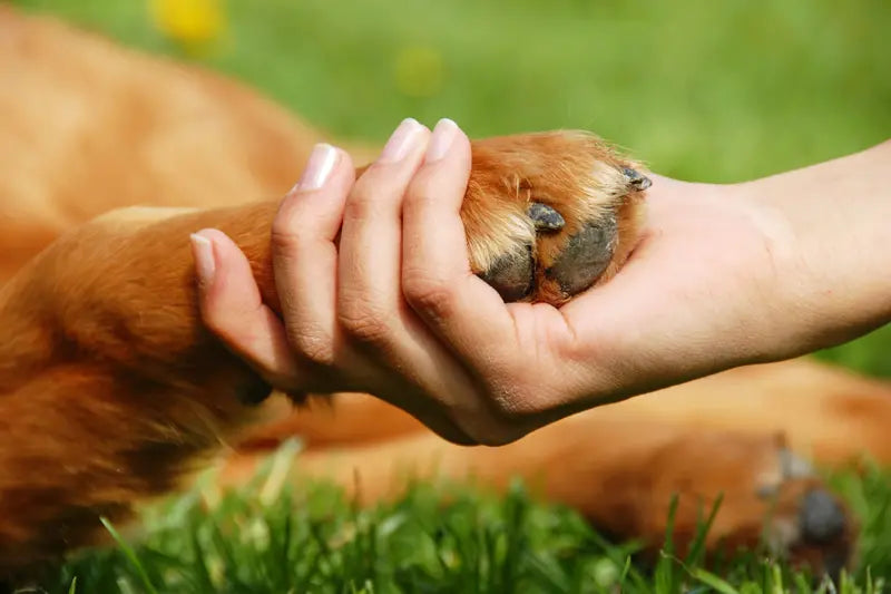 How to Trim Dog Paw Hair Safely and Effectively at Home