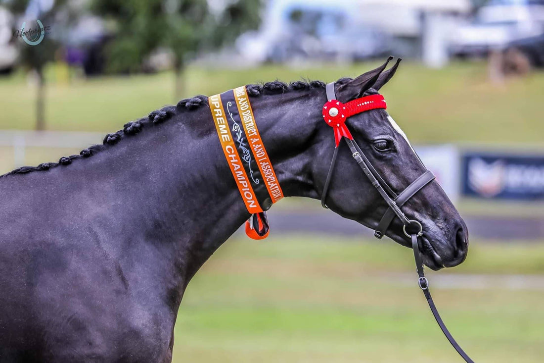 How to Put Browband on a Horse: A Step-by-Step Guide