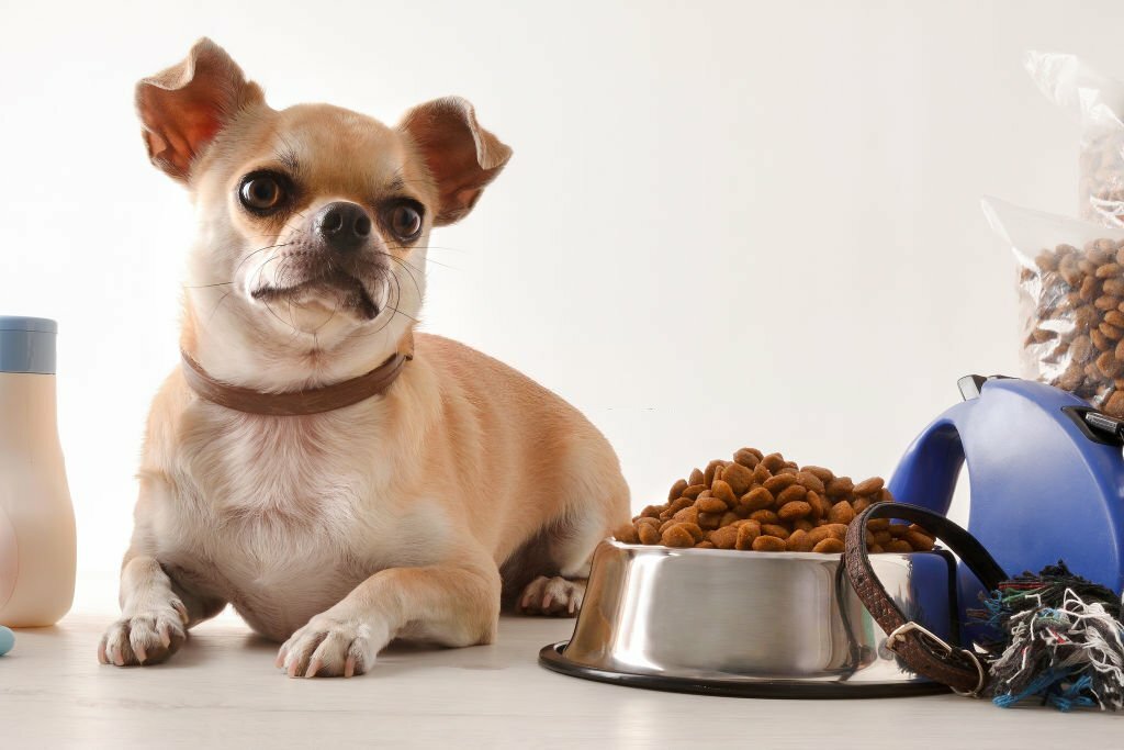 How Much Protein Does Dog Food Have? Essential Guide