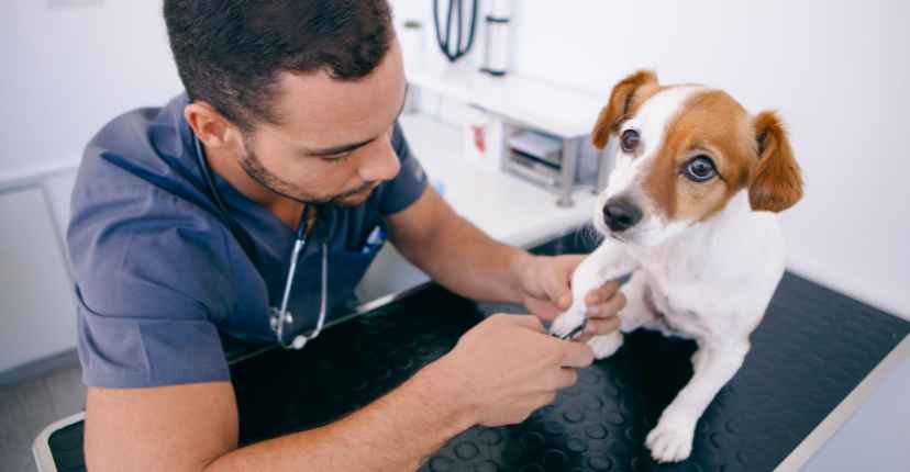 How to Treat a Red, Swollen Dog Paw at Home: A Complete Guide