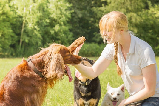 Dog Barking at Own Reflection: A Health-conscious Pet Owner's Guide