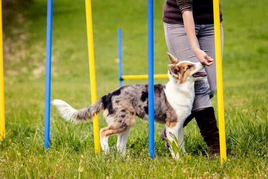How to Train a Reactive Dog: Tips for Health-Conscious Owners