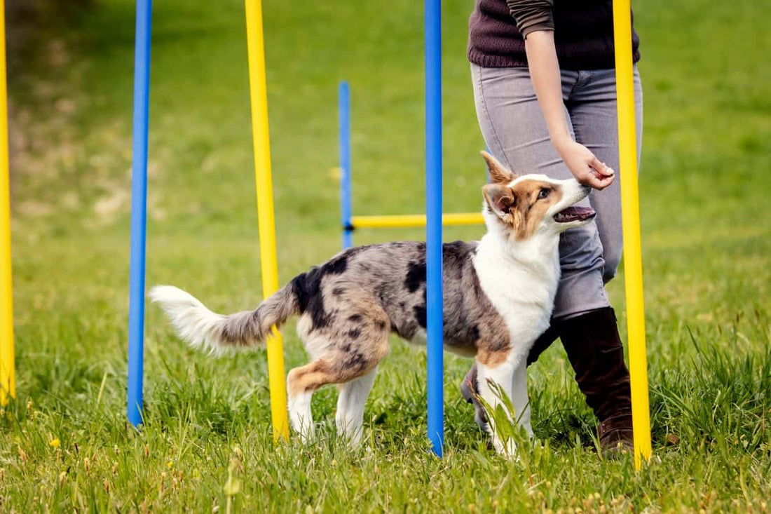 Understanding Dog Reactivity towards Humans: A Guide