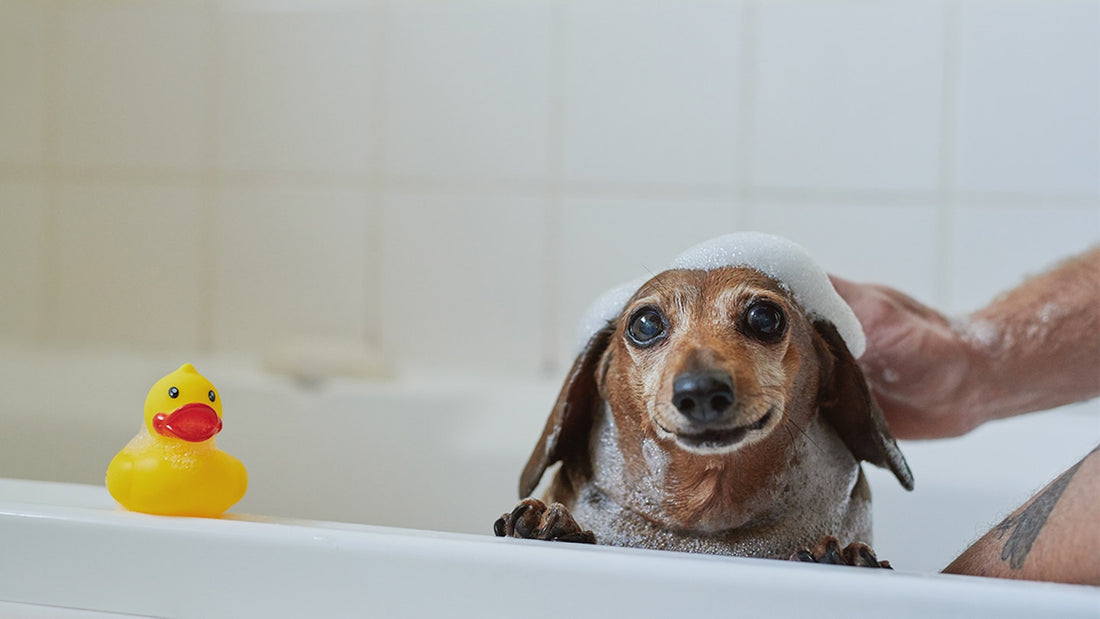 What Ingredients to Avoid in Dog Shampoo: Essential Tips for Pet Owners