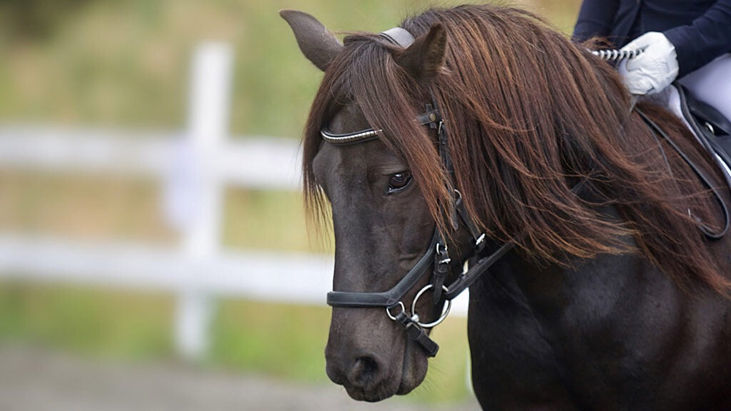 What Are the Different Parts of a Horse Bridle and Why?