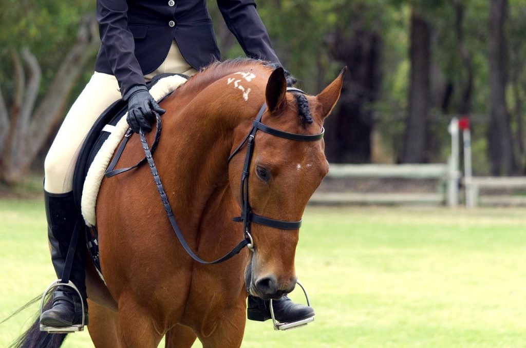 How to Bridle a Difficult Horse Without Stressing Out?