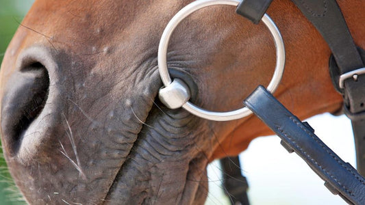 Remarkable Technology: How Does a Horse Bit Work? Terrific Facts