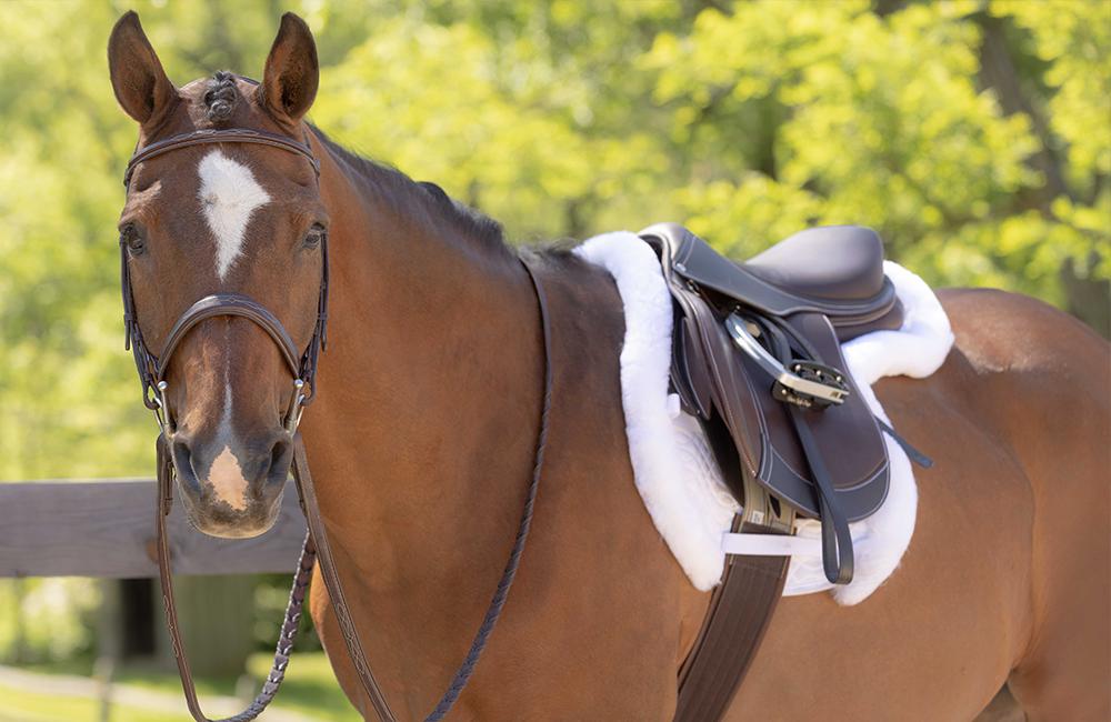 How to Fit a Jumping Saddle Properly for Optimal Comfort?