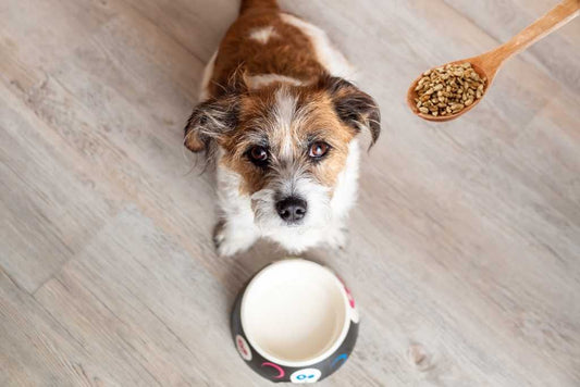 What is the Best Dog Food for Small Dogs? Choosing the Perfect Nutrition