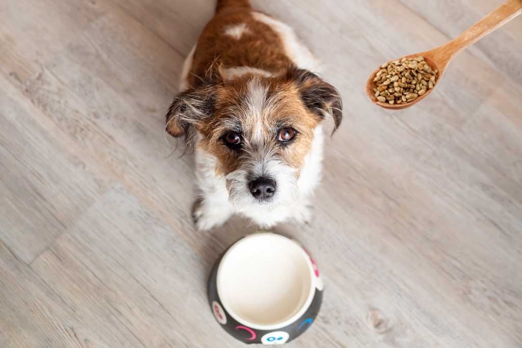 Why Does Grain-Free Dog Food Cause Heart Problems in Canines?