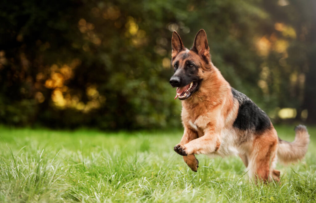 German Shepherd Puppy Behavior Stages: What to Expect