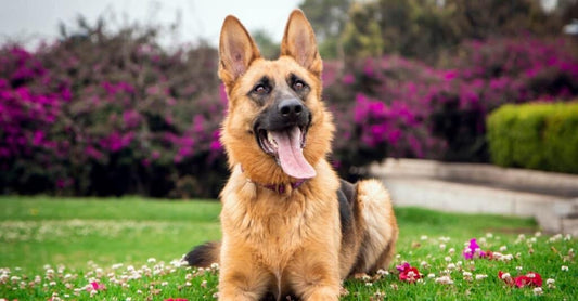 German Shepherd Separation Anxiety Solutions: A Comprehensive Guide