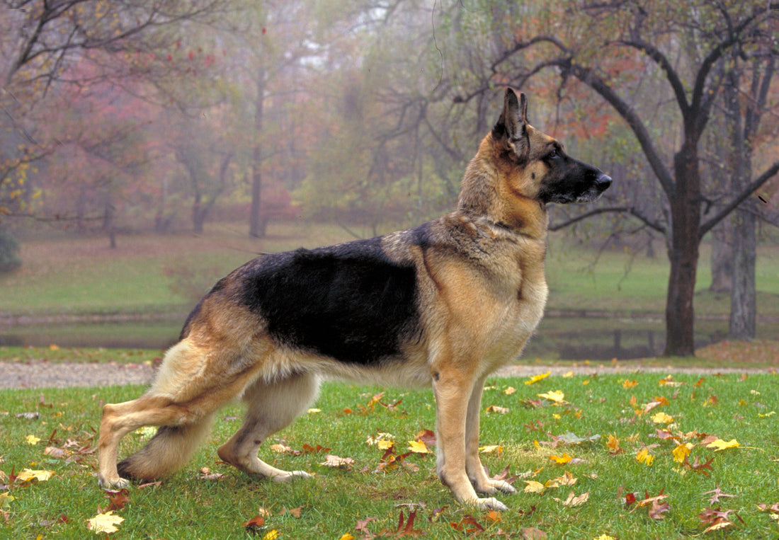 German Shepherd Breed Characteristics: Insights for Owners