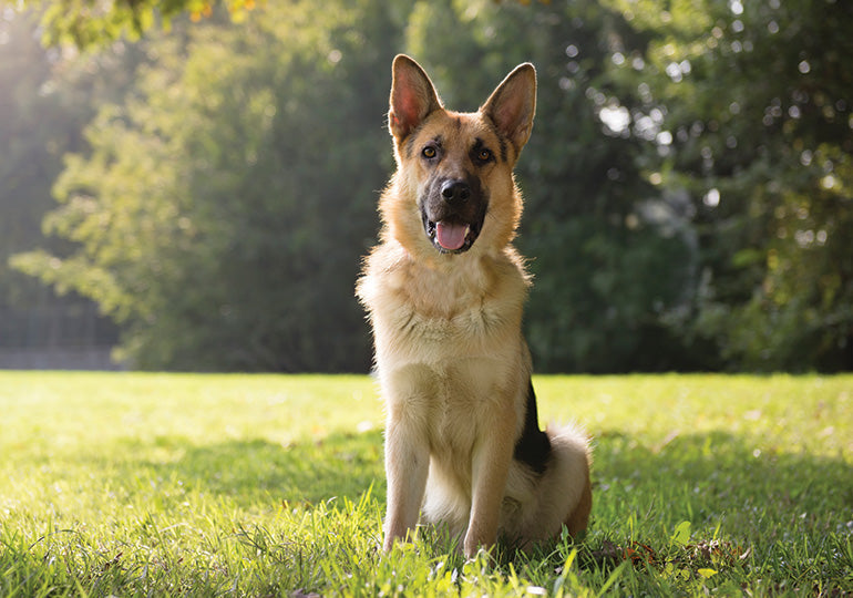 German Shepherd Raw Food Diet: Is It Right for Your Dog?