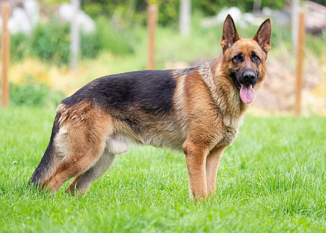 German Shepherd Lab Mix Traits: What Health-conscious Pet Owners Should Know