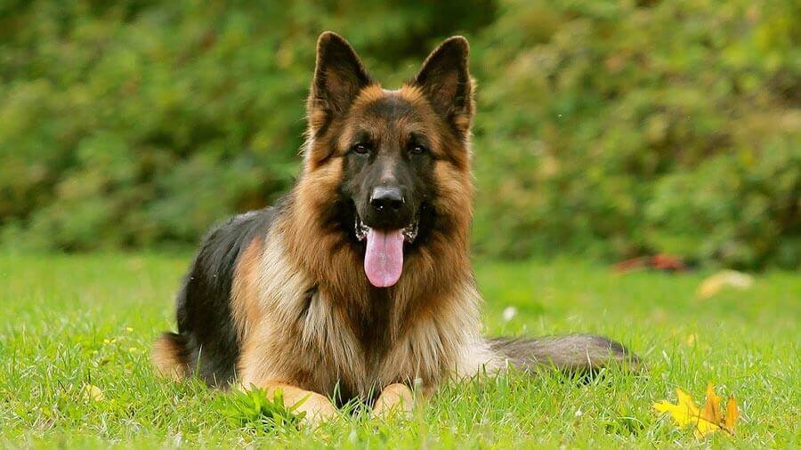 German Shepherd Protein Needs: Ensuring Optimal Health