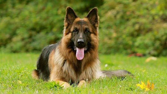 German Shepherd Exercise Requirements: What You Need to Know