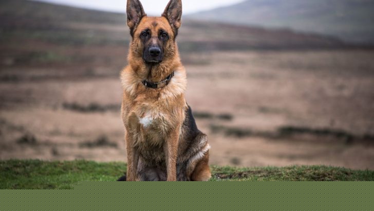 German Shepherd Personality Traits: What to Expect
