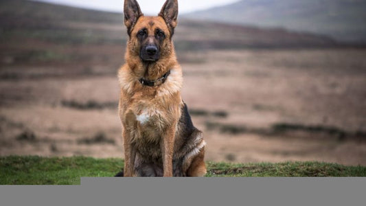 German Shepherd Personality Traits: What to Expect