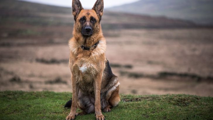 German Shepherd Puppy Vaccination Schedule: A Vital Guide