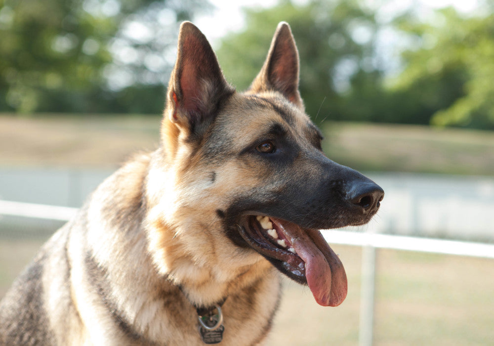 Safety First: Keeping Kids Safe with German Shepherds