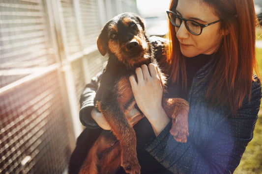 Training Your Newly Adopted Dog: A Health-Focused Guide for Pet Owners