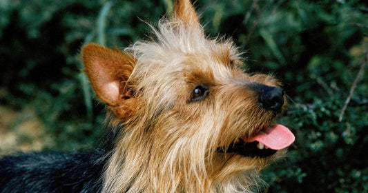 What Are Azawakh Dog Breed Characteristics and Care Needs?