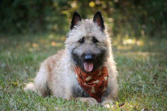 What You Should Know About Belgian Groenendael Dog Breed Traits?