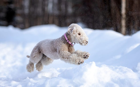Bolognese Dog Breed Characteristics and Care: What to Know?