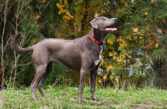 What You Should Know About American Leopard Hound Dog Breed Characteristics and Care