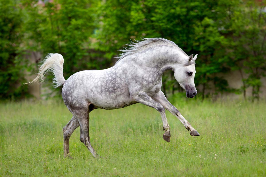 What is the Arabian Horse Known for? Terrific Traits Revealed