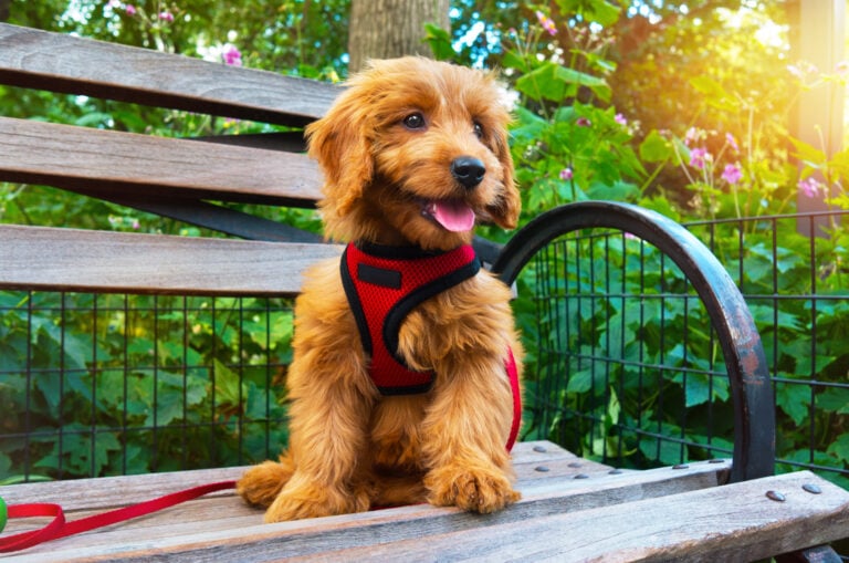 How to Put on a Vibrant Life Dog Harness Perfectly?