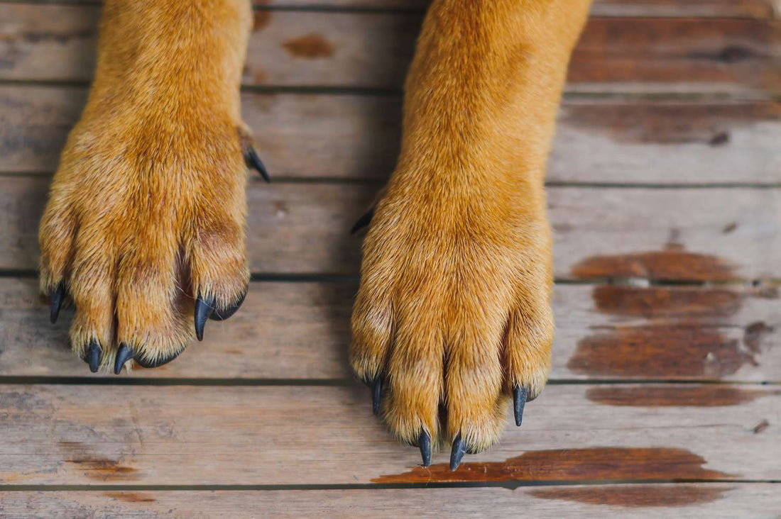 Why does my dog lift one paw while sitting? Understanding this quirky behavior