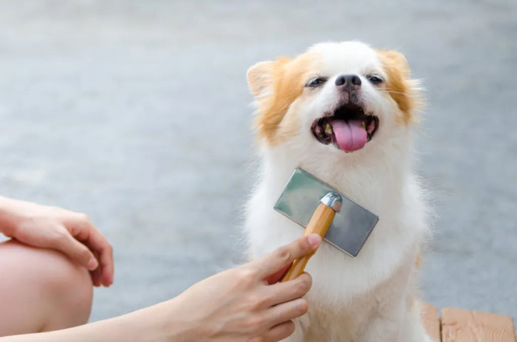 Why Is My Dog Shedding More Than Usual? Causes Explained