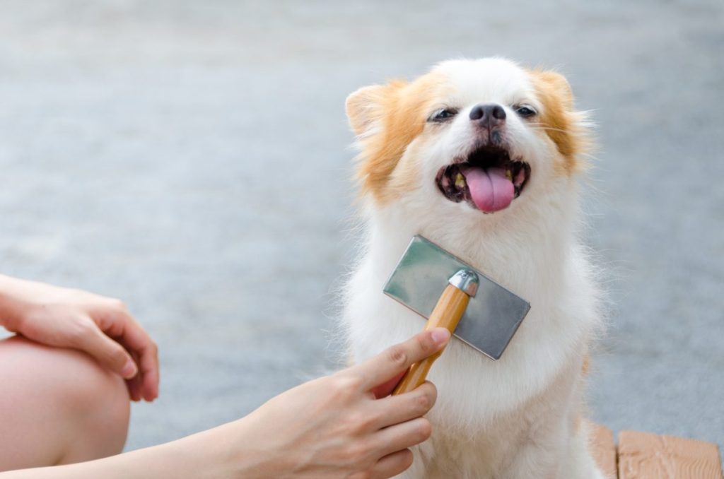How Often Should I Brush My Dog to Prevent Shedding?