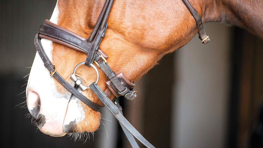 Where Should the Noseband Sit on a Horse for Ideal Fit?