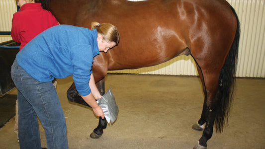 How to Look After a Horse? Essential Care Guidelines