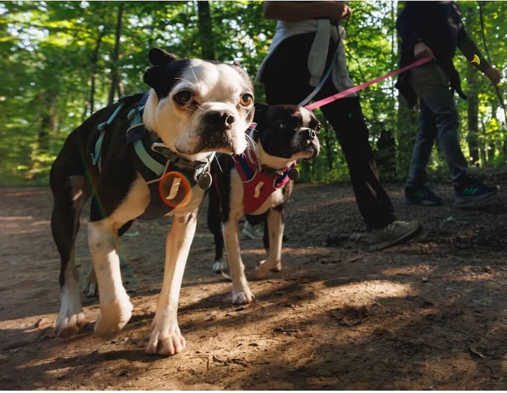 How to Put a Dog Harness on a Small Dog Easily?