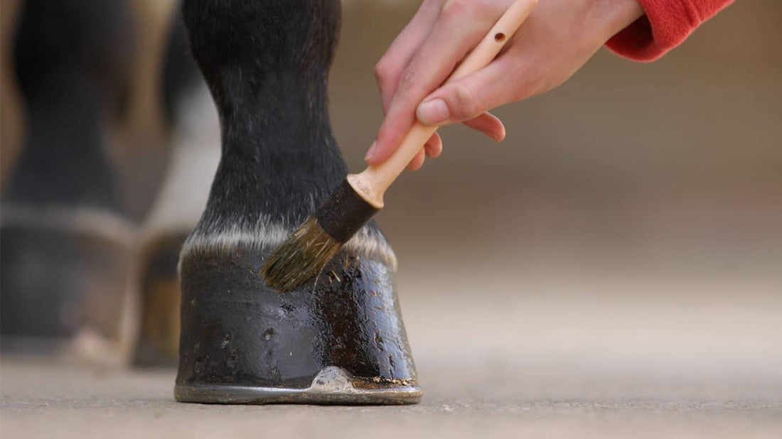 How to Soak Horse Hoof Properly for Optimal Health?