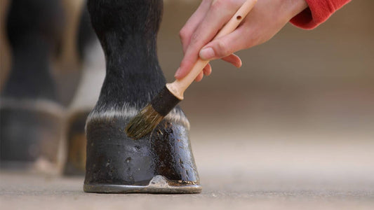 What Causes Abscess in Horse Hoof? Understanding the Factors