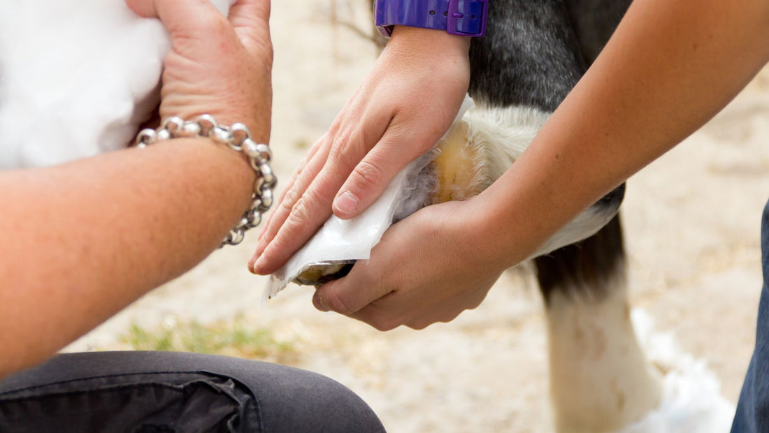 What to do after a hoof abscess bursts? Exclusive and Shocking Tips Here!