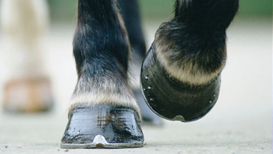 Why Do You Have to Clean a Horse Hoof? Shocking Reasons Inside!