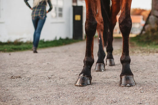 What Are the Best Horse Breeds for Barrel Racing Enthusiasts?